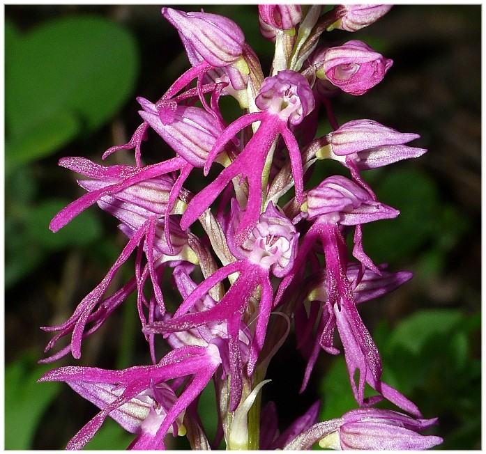 Ibrido: Orchis anthropophora x O. italica